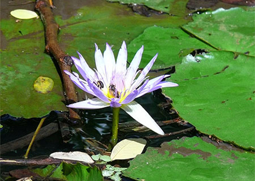 botanical garden mauritius